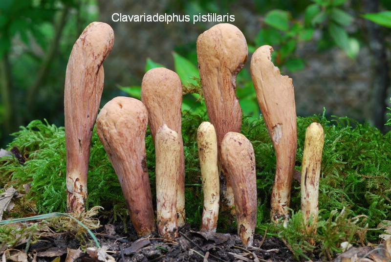Clavariadelphus pistillaris-amf409.jpg - Clavariadelphus pistillaris ; Syn1: Clavaria pistillaris ; Syn2: Clavaria spathulata ; Nom français: Clavaire en pilon
